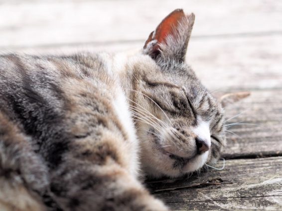 ペットの犬・猫と一緒に入所できる特養ホーム～入所者や職員にも効果的～