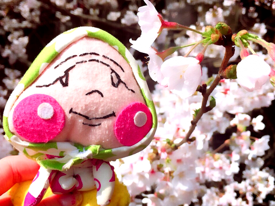 しわくちゃんの写真