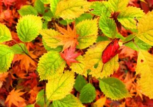 盛り上がること間違いなし！！～秋にオススメのレク10選～